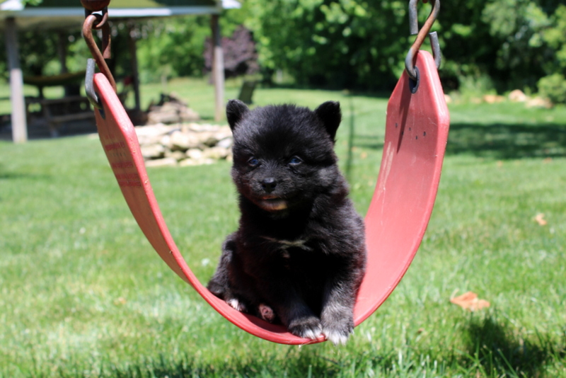 puppy, for, sale, Pomsky, Matthew B. Stoltzfus, dog, breeder, Gap, PA, dog-breeder, puppy-for-sale, forsale, nearby, find, puppyfind, locator, puppylocator, aca